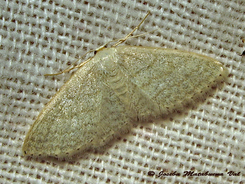 Idaea sp. - Geometridae: cfr. Scopula (Calothysanis) minorata